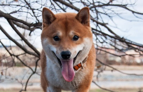Dogecoin mining representation